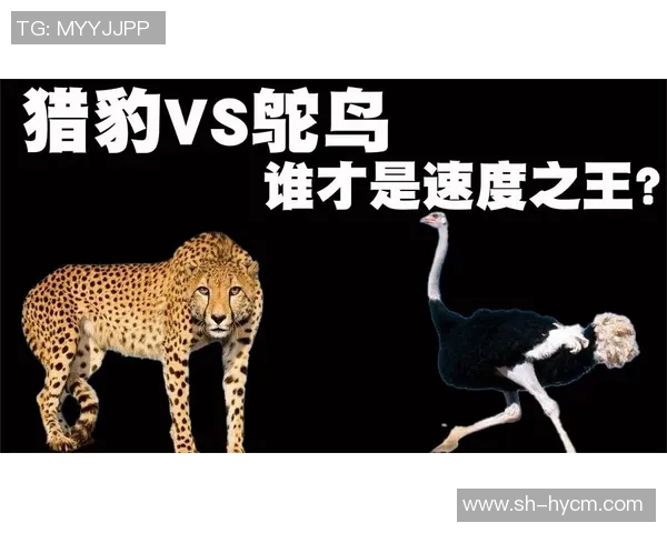 赛后分析:北京极限运动队与广州极限运动队速度对决的精彩瞬间与启示